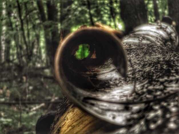 Real-World Hunting Scenarios: Choosing the Right Optics